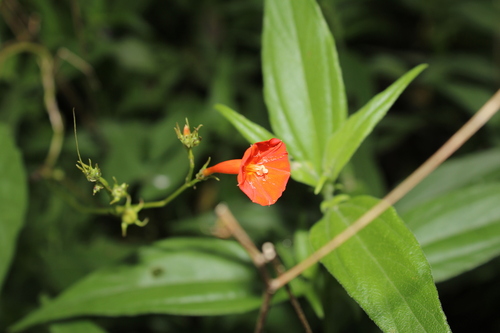 Ipomoea hederifolia