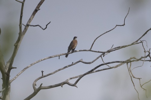 American Robin