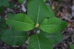 Asclepias variegata