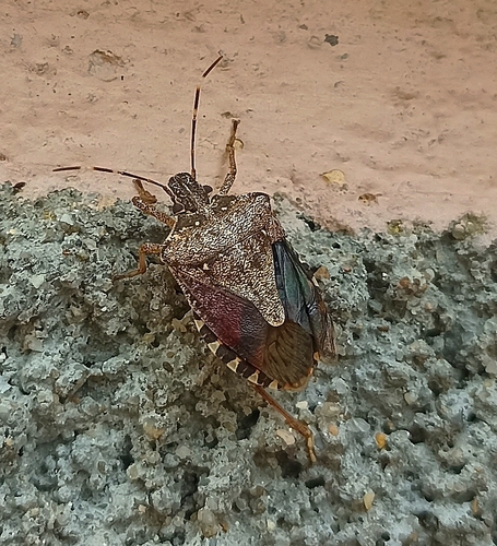 Brown Marmorated Stink Bug