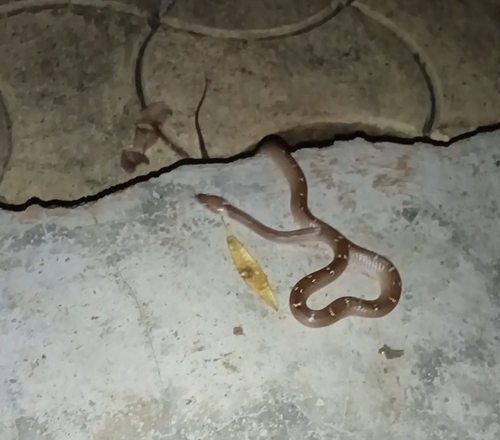 Indian Wolf Snake