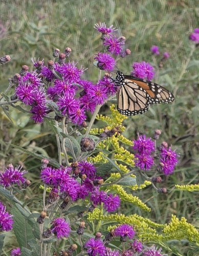 Monarch