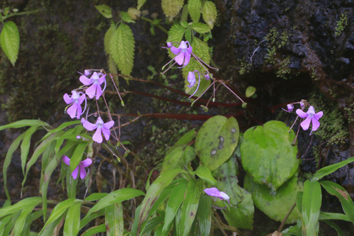 Impatiens acaulis observed 2026-09-20