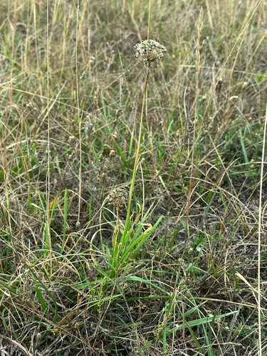 Mouse Garlic
