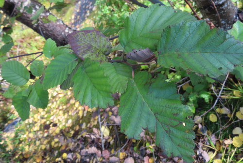 grey alder