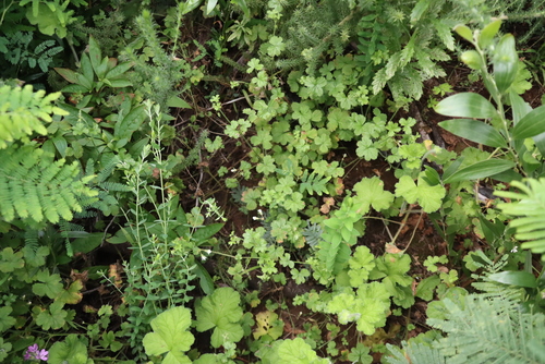 Pelargonium elongatum, photograph 5