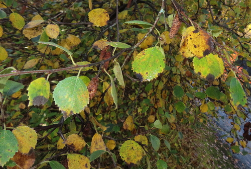 Downy Birch