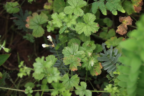 Pelargonium elongatum, photograph 4