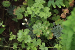Pelargonium elongatum, photograph (c) Tony Rebelo, some rights reserved (CC BY-SA)