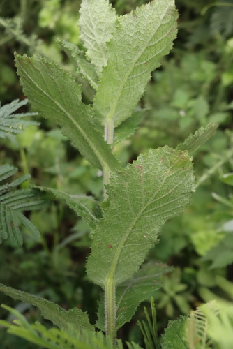 Senecio rigidus, photograph 5