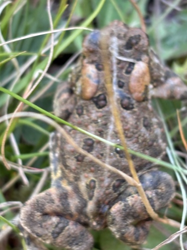 American Toad