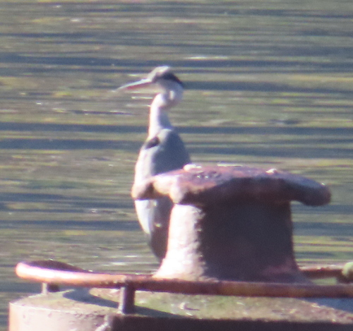 Grey Heron