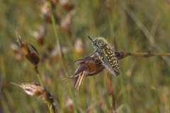 Neojulodis