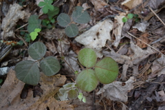 Desmodium rotundifolium