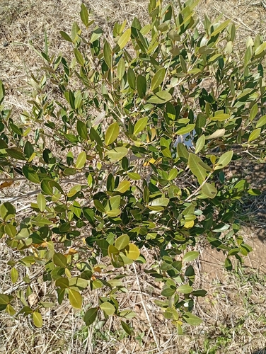 Myrceugenia glaucescens