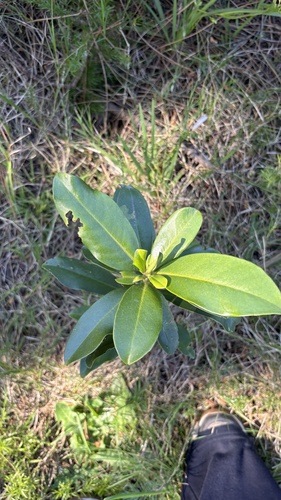 Myrsine laetevirens