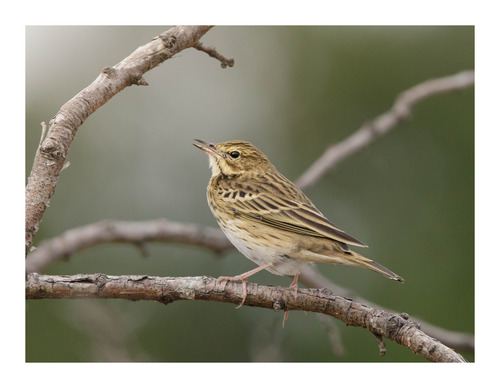Tree Pipit