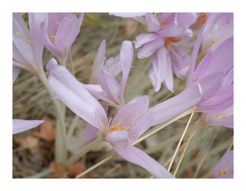 Autumn Crocus