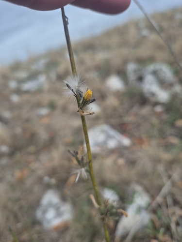Rush Skeletonweed