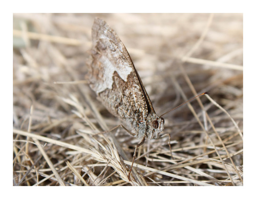 Woodland Grayling