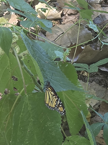 Monarch