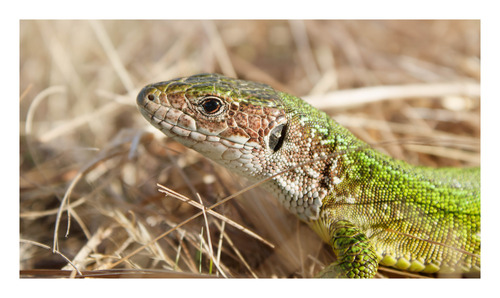 Green Lizard