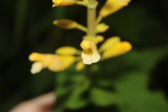 Salvia madrensis, photograph (c) Rodolfo Maximiliano Gutiérrez-Sánchez, some rights reserved (CC BY)