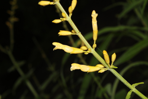 Salvia madrensis