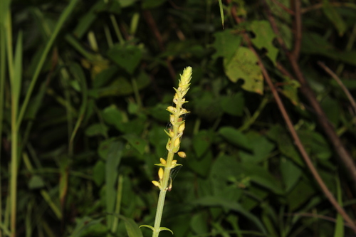 Salvia madrensis, photograph 5