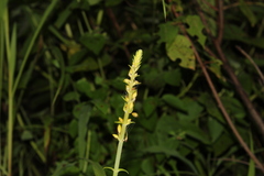 Salvia madrensis, photograph (c) Rodolfo Maximiliano Gutiérrez-Sánchez, some rights reserved (CC BY)