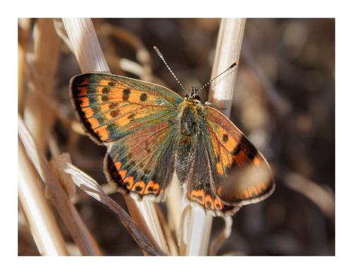 Sooty Copper