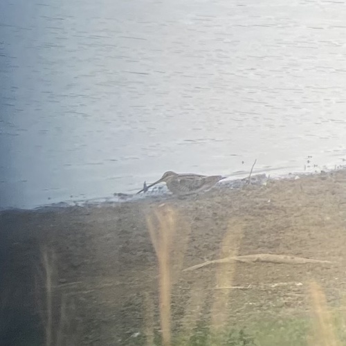 Common Snipe
