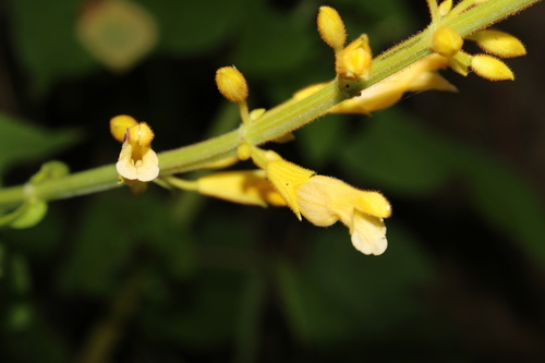 Salvia madrensis, photograph 4