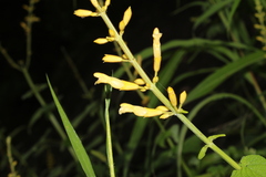 Salvia madrensis, photograph (c) Rodolfo Maximiliano Gutiérrez-Sánchez, some rights reserved (CC BY)
