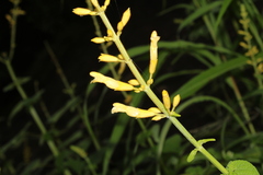 Salvia madrensis, photograph (c) Rodolfo Maximiliano Gutiérrez-Sánchez, some rights reserved (CC BY)