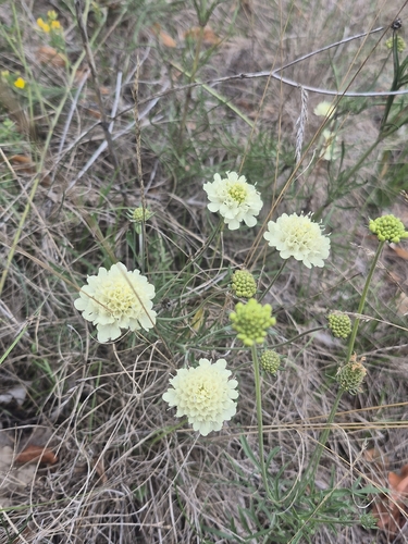 Cream Scabious