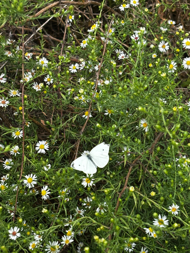 Small White