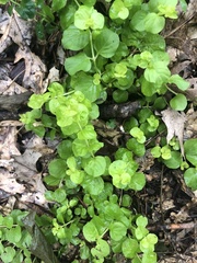 Lysimachia nummularia
