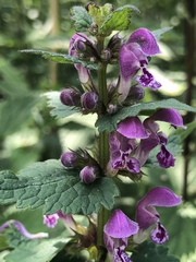 Lamium maculatum