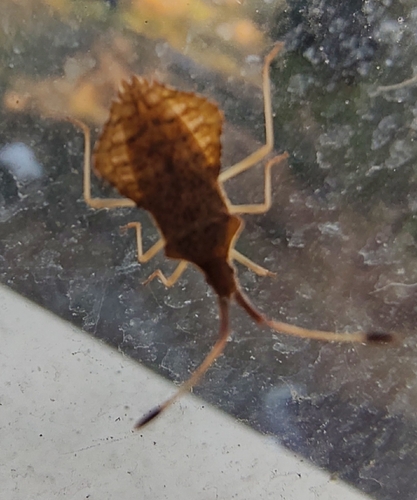 Rhombic Leatherbug