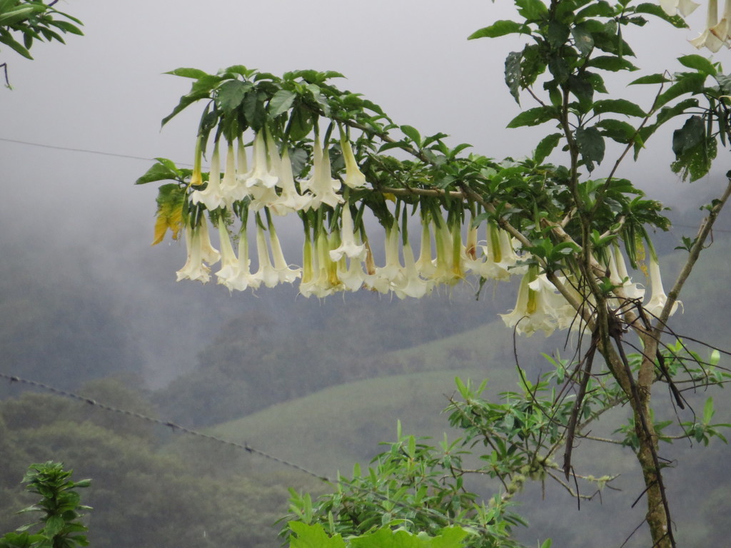 Brugmansia arborea, Quijos, Ecuador