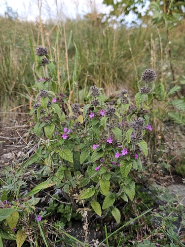 Wild Basil