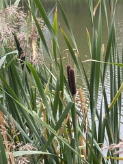 Typha latifolia, photograph (c) Илья Руденко, some rights reserved (CC BY)