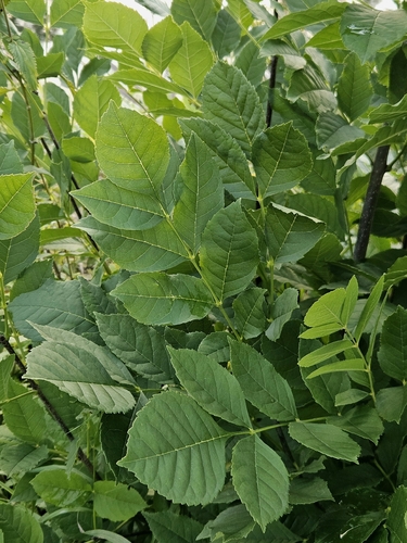 green ash
