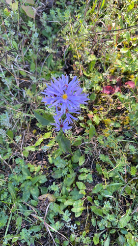 Lindley's Aster