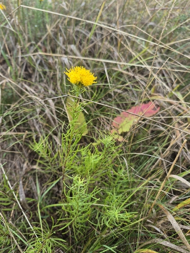 Goldilocks Aster