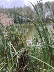 Typha latifolia, photograph (c) Илья Руденко, some rights reserved (CC BY)