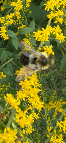 Common Eastern Bumble Bee