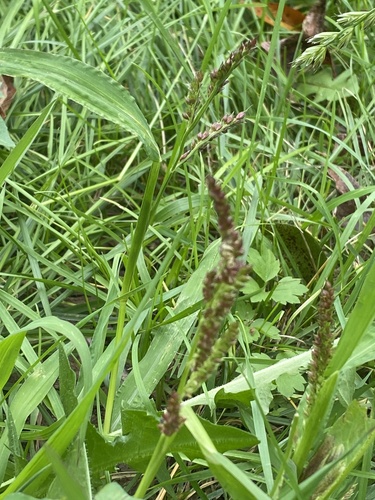 barnyardgrass
