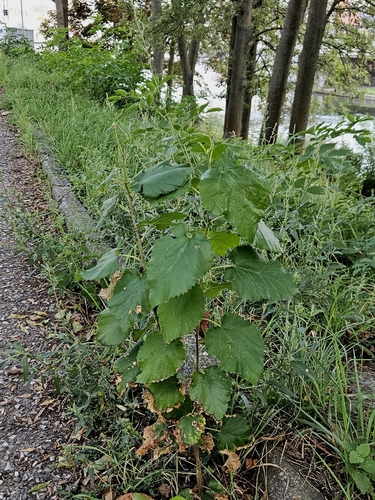 white mulberry